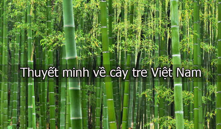 thuyet minh ve cay tre viet nam - Thuyết minh về cây tre Việt Nam