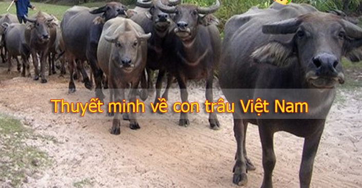 thuyet minh ve con trau viet nam - Thuyết minh về con trâu Việt Nam