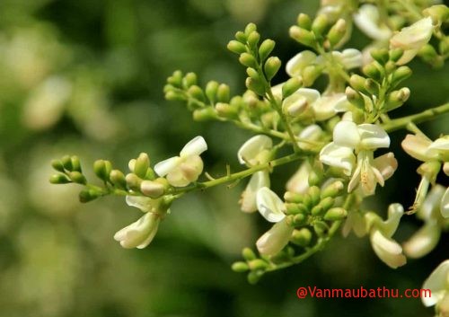 binh giang ve buc tranh thien nhien mua he trong bai tho canh ngay he cua nguyen trai - Bình giảng về bức tranh thiên nhiên mùa hè trong bài thơ Cảnh ngày hè của Nguyễn Trãi