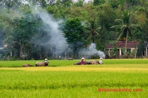 huong dan soan van nhung cau hat ve tinh yeu que huong dat nuoc con nguoi - Hướng dẫn soạn văn Những câu hát về tình yêu quê hương, đất nước, con người