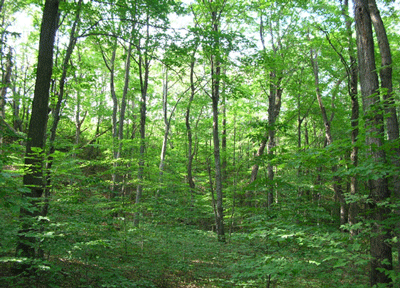 MS379 - Chứng minh rằng Bảo vệ rừng là bảo vệ cuộc sống của chúng ta